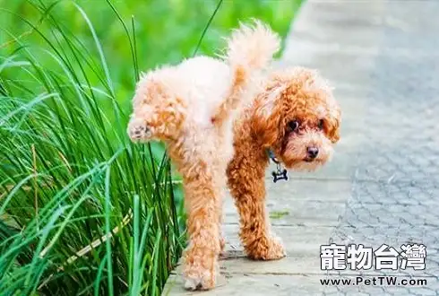 公犬撒尿時為什麼要翹起一條腿？