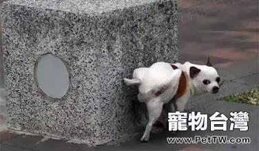 公犬撒尿時為什麼要翹起一條腿？