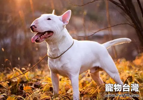 飼養牛頭梗需要注意的性格問題