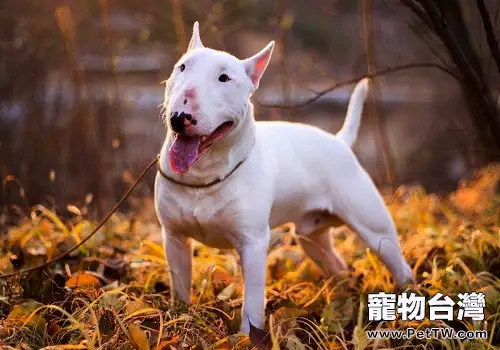 飼養牛頭梗需要注意的性格問題