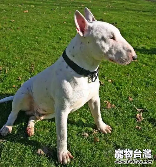 飼養牛頭梗需要注意的性格問題