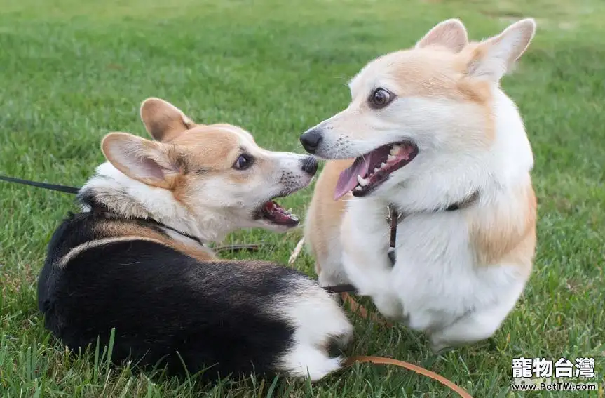 家中飼養柯基犬的缺點都有哪些？