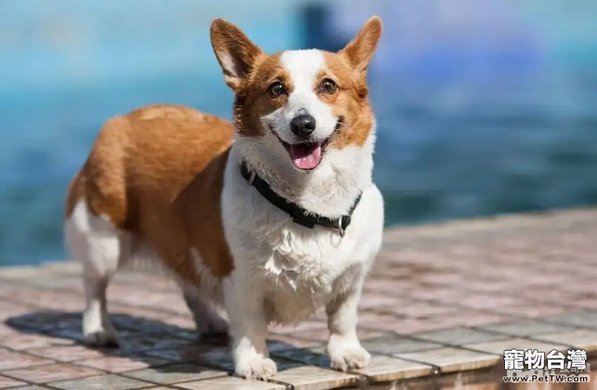 家中飼養柯基犬的缺點都有哪些？