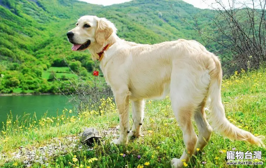 十大性格溫順的狗狗排名 有你家狗子嗎(共10張圖片)-寵物台灣