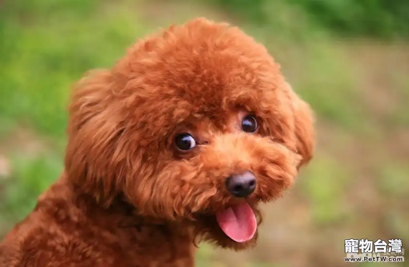 飼養泰迪犬的優點都有哪些?(共3張圖片)-寵物台灣