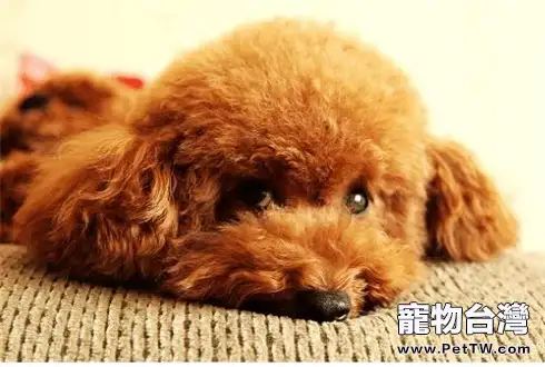 泰迪犬怎麼補鈣 泰迪犬補鈣技巧