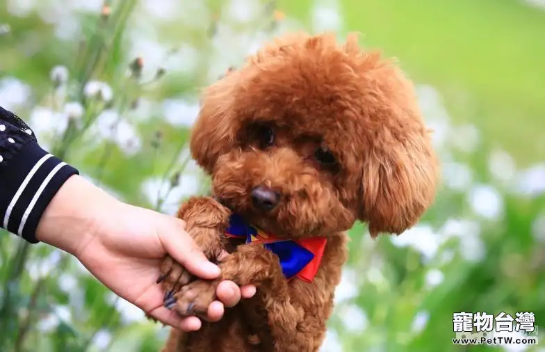 泰迪犬怎麼補鈣 泰迪犬補鈣技巧