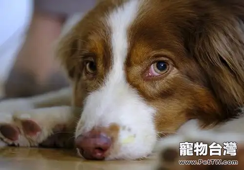 狗狗飼養過程中常見的問題及解決辦法