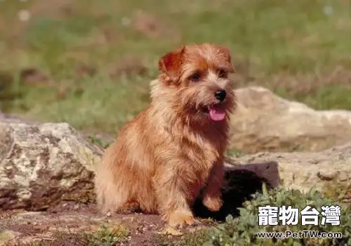 狗狗飼養過程中常見的問題及解決辦法