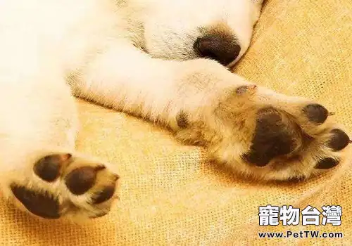 狗狗飼養過程中常見的問題及解決辦法