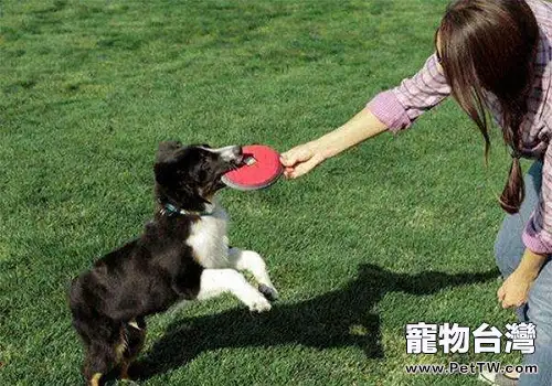 狗狗飼養過程中常見的問題及解決辦法