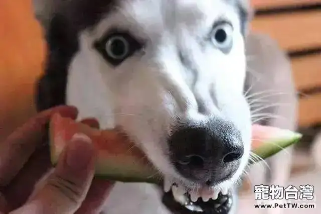 給狗狗吃水果的注意事項都有哪些?(共3張圖片)-寵物台灣