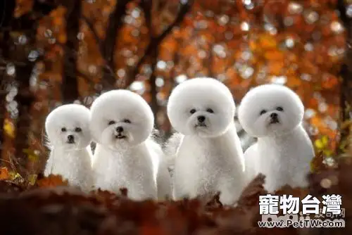 購買狗狗時需要注意的都有哪些?(共3張圖片)-寵物台灣