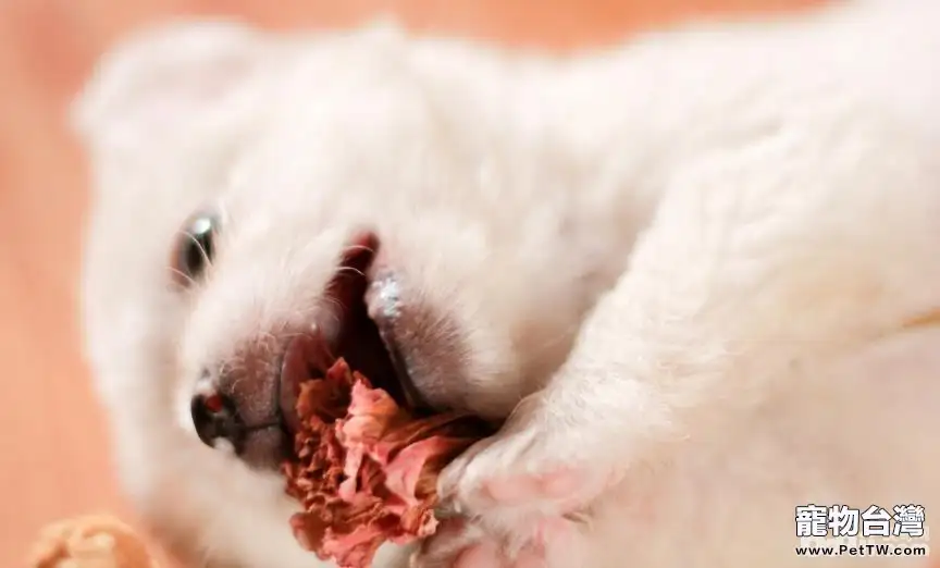 如何分辨狗狗的身體是否健康?(共3張圖片)-寵物台灣