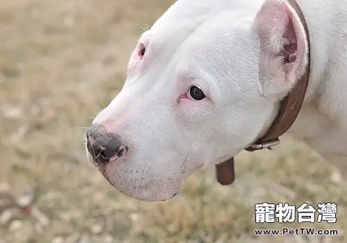 為什麼飼養杜高犬的人比較少?