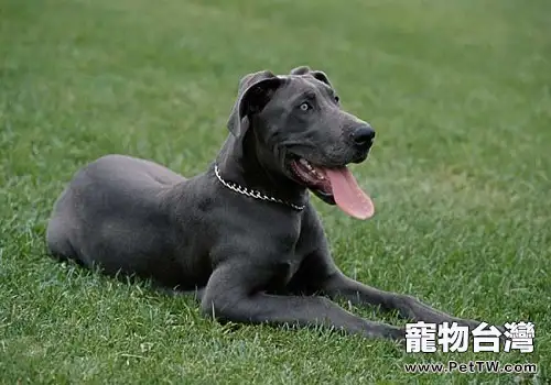 大丹犬感冒了應該如何治療？