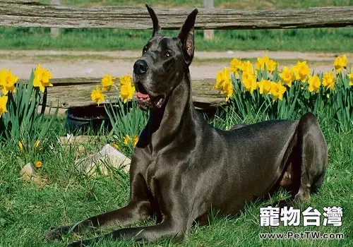 大丹犬感冒了應該如何治療？