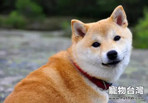 柴犬流眼淚的原因 柴犬流淚怎麼辦