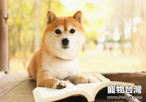 柴犬流眼淚的原因 柴犬流淚怎麼辦