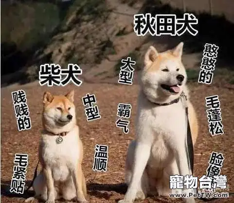 柴犬和秋田犬的區別都有哪些？