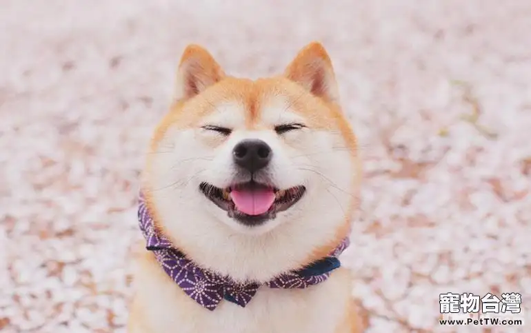 飼養柴犬的注意事項都有哪些?(共2張圖片)-寵物台灣