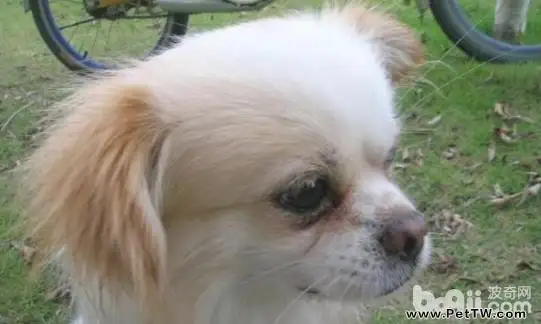 京巴狗和蝴蝶狗生育的串串狗好不好?(共2張圖片)-寵物台灣