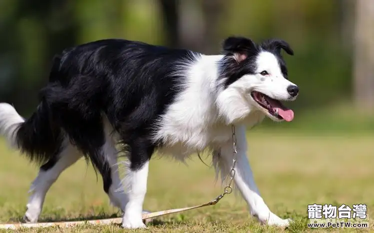 六大原因告訴你為什麼不養邊境牧羊犬