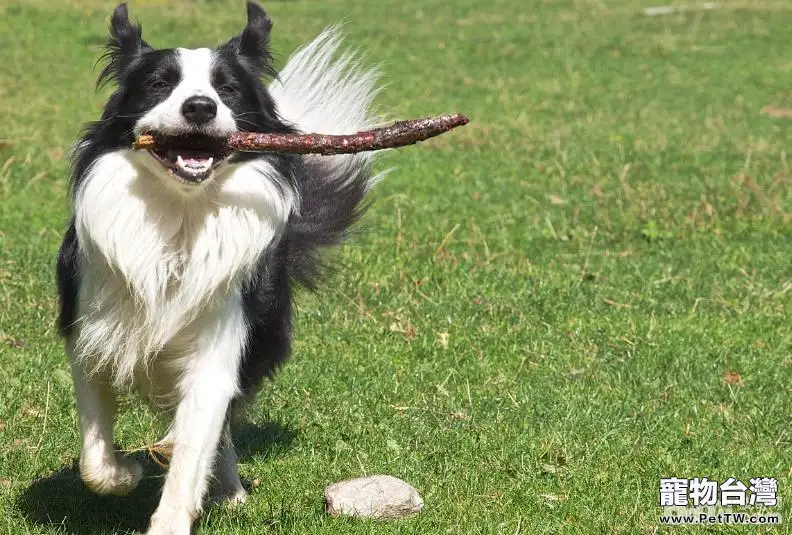 六大原因告訴你為什麼不養邊境牧羊犬