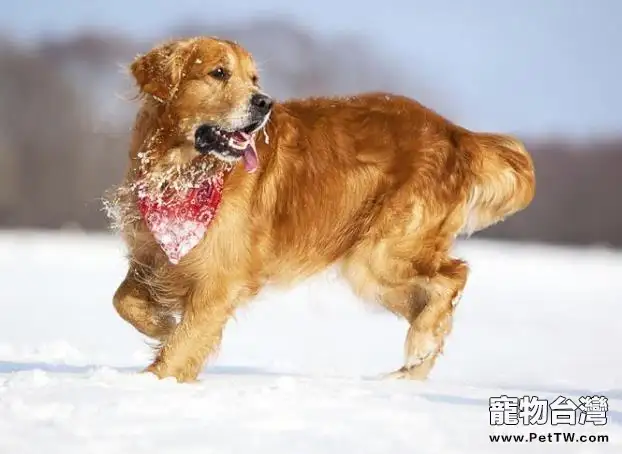 狗狗智商排名，五種智力水平堪比兒童的狗狗