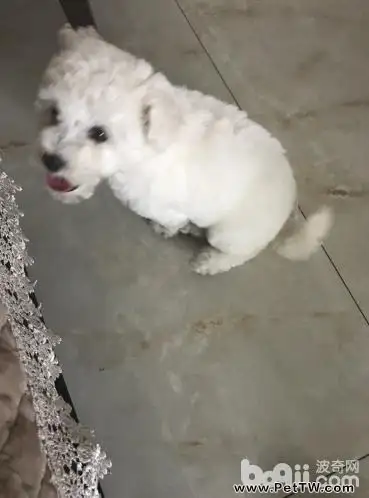 狗狗大小便訓練的方法以及心得體會(共2張圖片)-寵物台灣