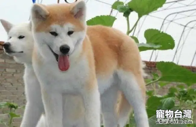 飼養秋田犬的注意事項,秋田犬的優點和缺點有哪些?(共3張圖片)-寵物台灣