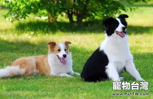 牧羊犬.webp