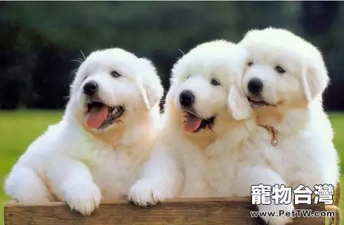 居然還有大白熊狗狗?(共3張圖片)-寵物台灣