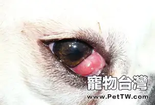 寵物犬第三眼瞼突出症狀和治療方法