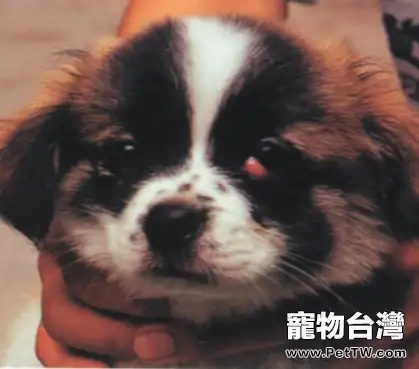 寵物犬第三眼瞼突出症狀和治療方法