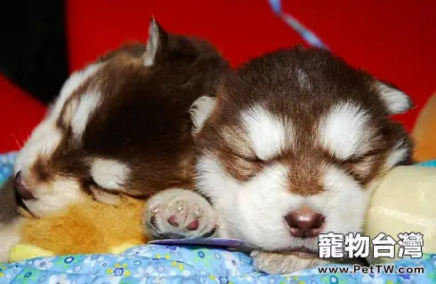 狗狗尿尿很痛苦,尿不出怎麼辦?(共3張圖片)-寵物台灣