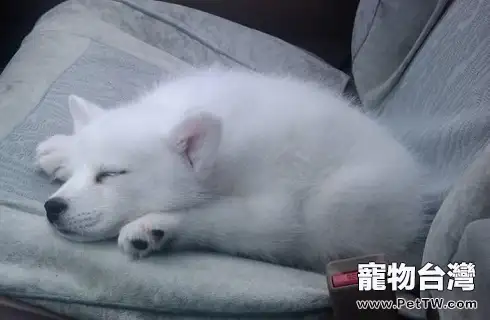 狐狸犬和狐狸長的像嗎?(共5張圖片)-寵物台灣