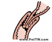 一例犬小腸切開取出異物的手術