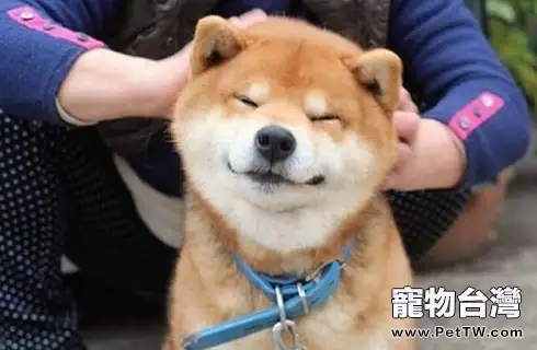 柴犬的缺點你能接受嗎?(共3張圖片)-寵物台灣