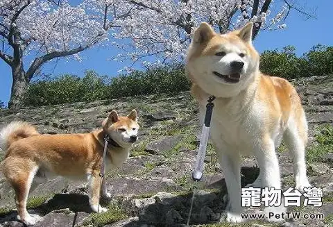 秋田犬多少錢?秋田犬價格盤點(共2張圖片)-寵物台灣