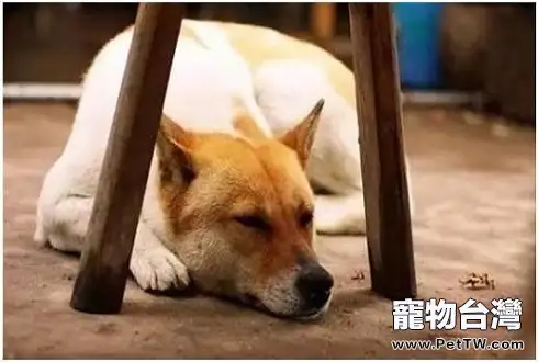 適合家養的小型犬