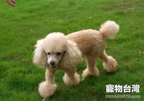 適合家養的小型犬