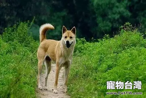 土狗多少錢一隻