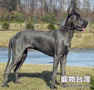 大丹犬凶嗎