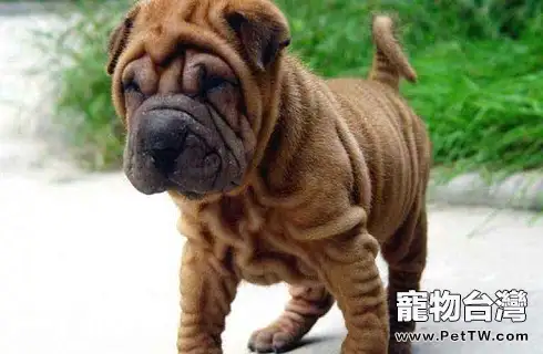 沙皮狗貴嗎?怎麼挑選?(共3張圖片)-寵物台灣