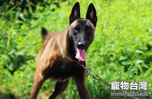 比利時牧羊犬性格好嗎?什麼價格能買?(共4張圖片)-寵物台灣