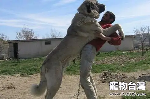 坎高犬和羅威那誰厲害?坎高犬VS羅威那哪個好?(共3張圖片)-寵物台灣