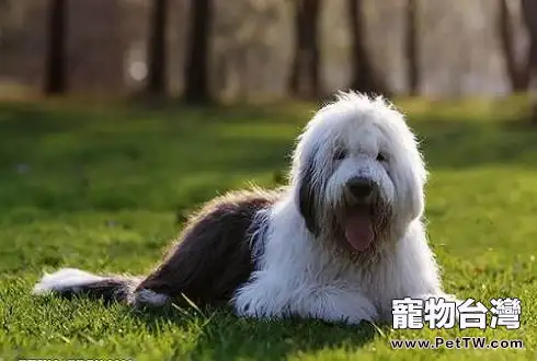 古牧犬掉毛嗎？