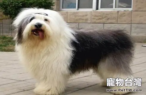 古牧犬掉毛嗎？