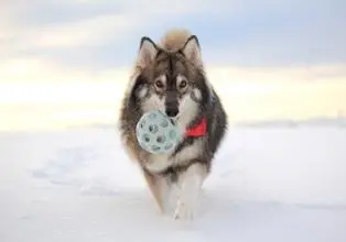 雪橇犬有幾種